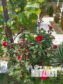 Дом 50м², 1-этажный, посуточно,