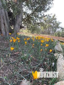 Дом 200м², 1-этажный, посуточно,