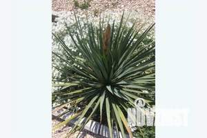 Дом 37м², 1-этажный, посуточно,