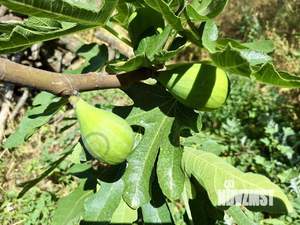 Дом 73м², 1-этажный, участок 9 сот.