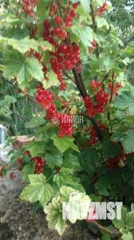 Дом 35м², 1-этажный, участок 6 сот.