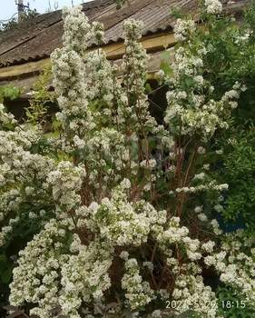 Дом 50м², 1-этажный, участок 6 сот.