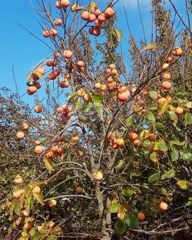 Дом 50м², 1-этажный, участок 6 сот.