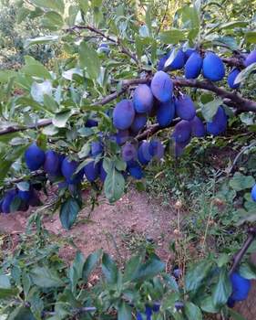 Дом 50м², 1-этажный, участок 6 сот.