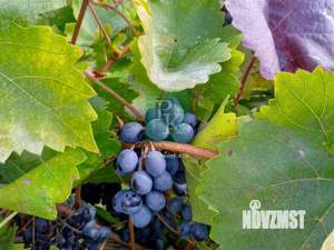 Дом 24м², 1-этажный, участок 17 сот.