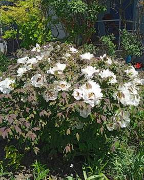 Дом 50м², 1-этажный, участок 6 сот.