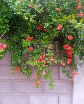 Дом 50м², 1-этажный, участок 6 сот.