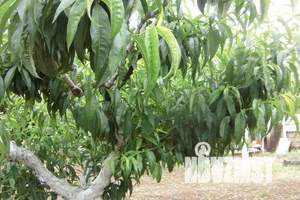 Дом 10м², 1-этажный, посуточно, 