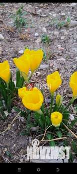 Дом 60м², 1-этажный, участок 4 сот.  