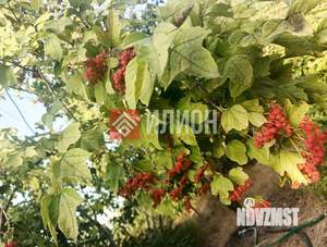 Дом 50м², 1-этажный, участок 7 сот.  