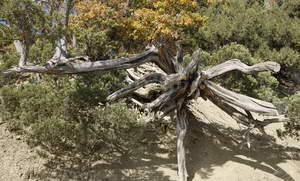 Дом 48м², 1-этажный, участок 7 сот.  