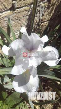 Дача 35м², 1-этажный, участок 6 сот.  