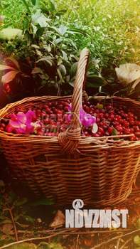 Дом 40м², 1-этажный, участок 10 сот.  