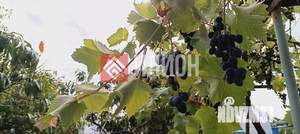 Дом 60м², 1-этажный, участок 4 сот.  