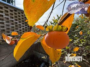 Дом 163м², 1-этажный, участок 7 сот.  