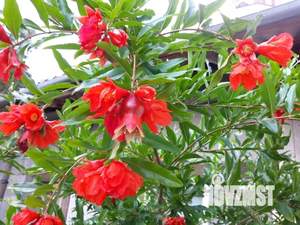 1-к квартира, посуточно, 14м2, 1/1 этаж