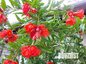 1-к квартира, посуточно, 14м2, 1/1 этаж