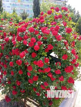 Студия квартира, посуточно, 17м2, 2/2 этаж