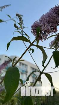 1-к квартира, посуточно, 25м2, 4/4 этаж