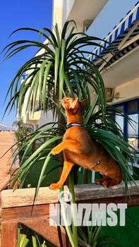 Студия квартира, посуточно, 43м2, 3/6 этаж